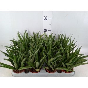 Sansevieria  'Fernwood'