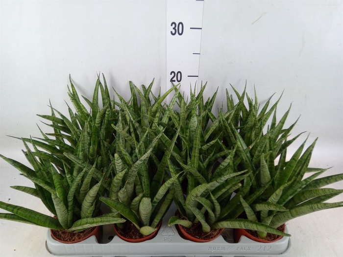 <h4>Sansevieria  'Fernwood'</h4>