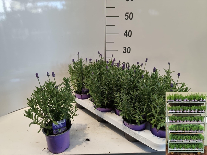 <h4>LAVAN ANGUSTIFOLIA</h4>