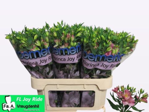 <h4>Alstr Florinca Joy Ride Vreugdenhil</h4>