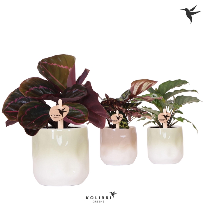 <h4>Kolibri Greens Calathea mix in Gradience pot sand mix</h4>