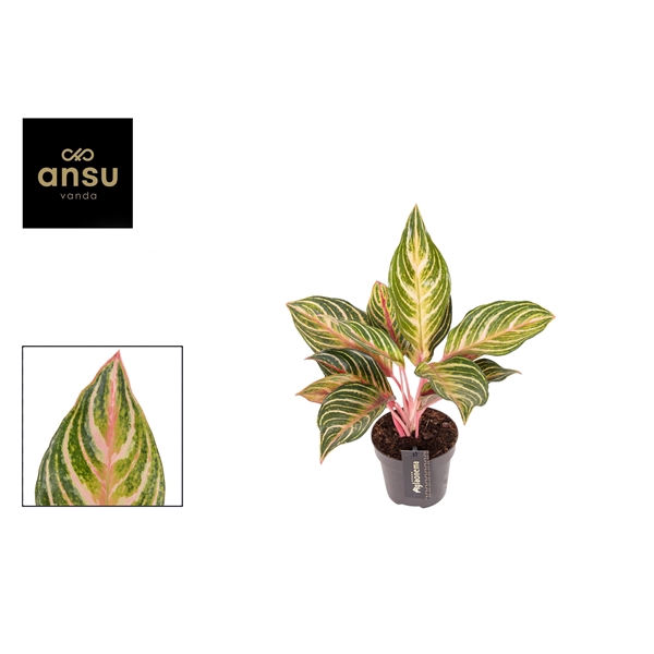 <h4>Aglaonema Dreamcatcher</h4>