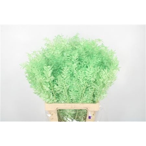 Ruscus. Mint Green Per Stem