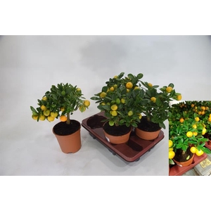 Citrus micro. 14Ø 30cm