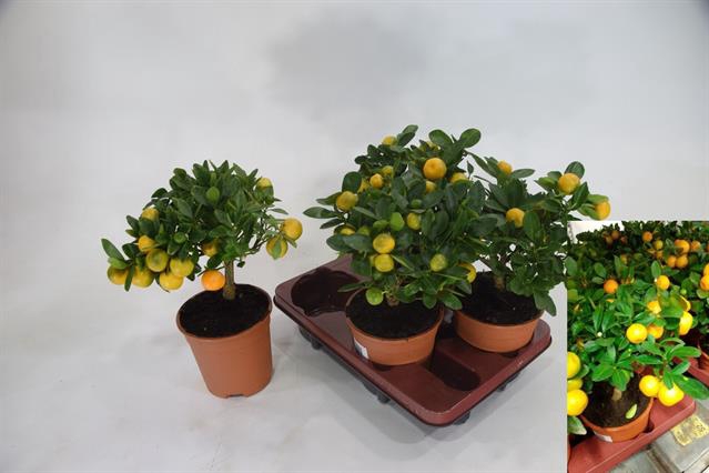 Citrus micro. 14Ø 30cm