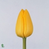 WAX APPEL H%