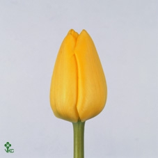 WAX APPEL H%