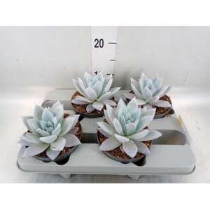 Echeveria  'Mexican Giant'