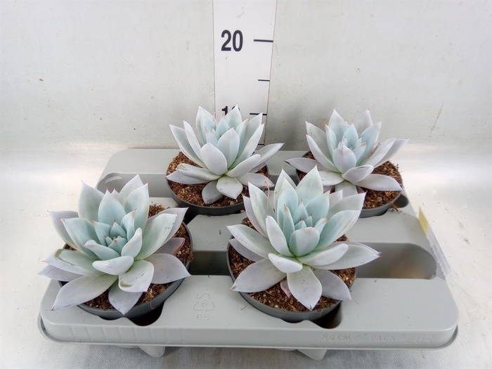 <h4>Echeveria  'Mexican Giant'</h4>