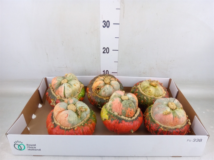 <h4>Cucurbita</h4>