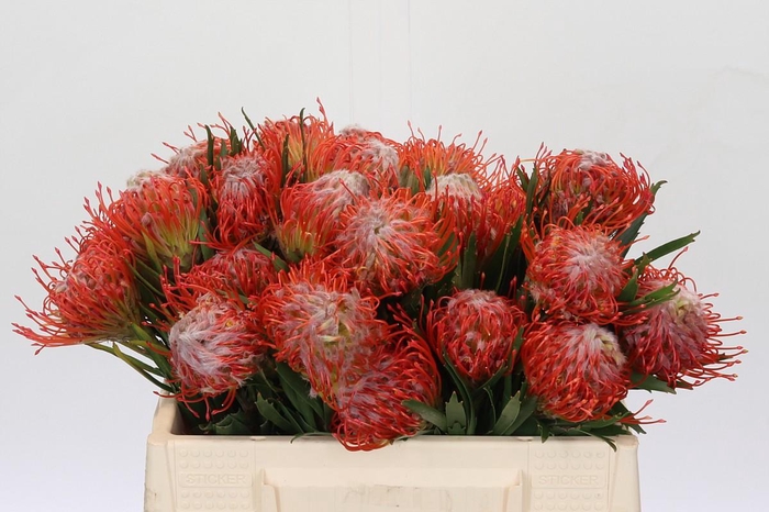 <h4>Nutans Tango</h4>