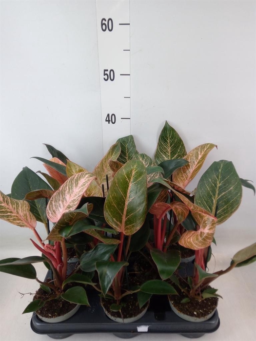 <h4>Philodendron   ...</h4>