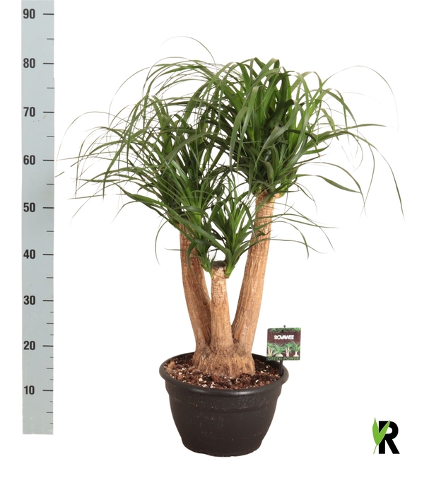 <h4>BEAUCARNEA RECUR</h4>