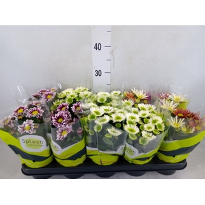 Chrysanthemum  'Splash'  ...mix