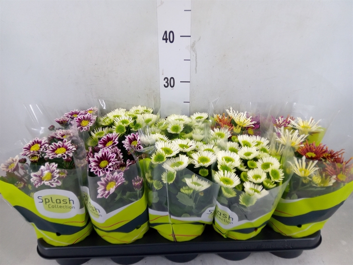 <h4>Chrysanthemum  'Splash'  ...mix</h4>