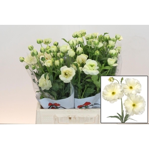 RAN BUTTERFLY GRACES