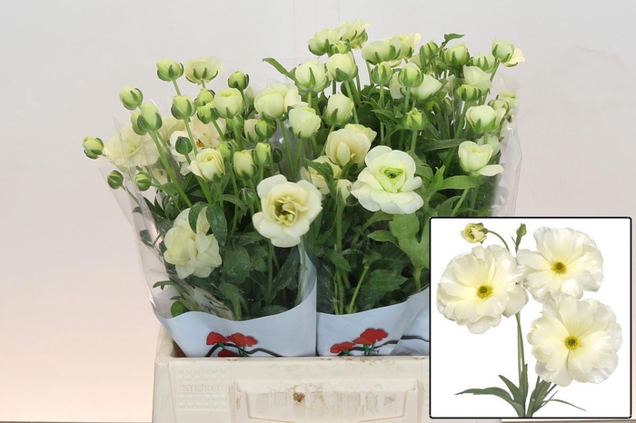 <h4>RAN BUTTERFLY GRACES</h4>