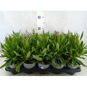 Xerochrysum bract. 'Mohave Orange'