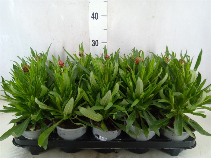 <h4>Xerochrysum bract. 'Mohave Orange'</h4>