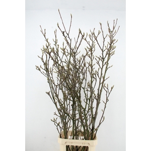 MAGNOLIA GRANDIFLORA X5 GRILLIG