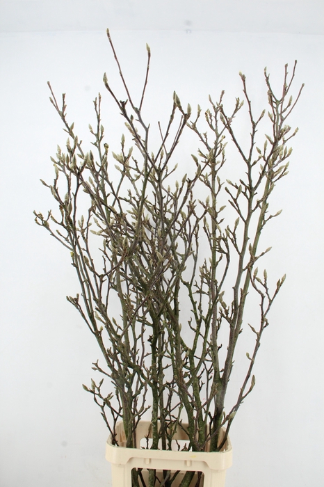 <h4>MAGNOLIA GRANDIFLORA X5 GRILLIG</h4>