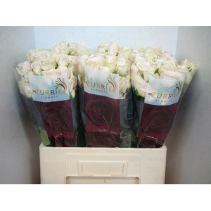 R TR RLM  P CH DELIG