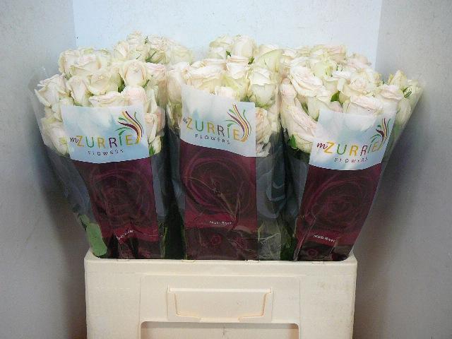 <h4>R TR RLM P CH DELIG</h4>