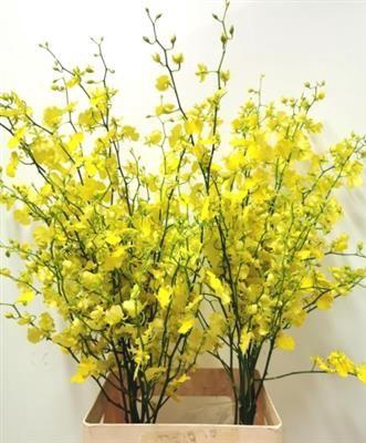 <h4>DENDR ONCIDIUM 60 ONCIDIUM-L</h4>