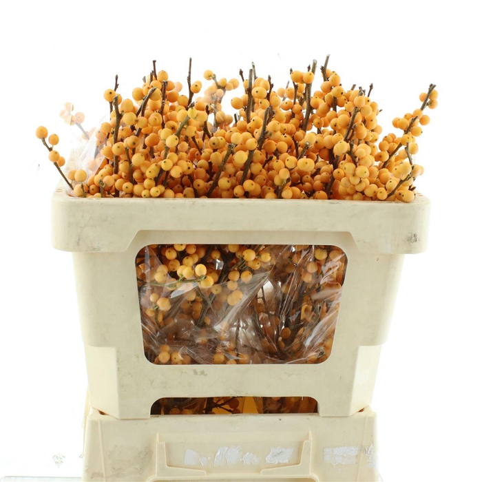 <h4>Ilex Ve Gold Verboom</h4>