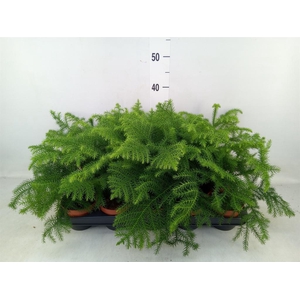 Araucaria heterophylla