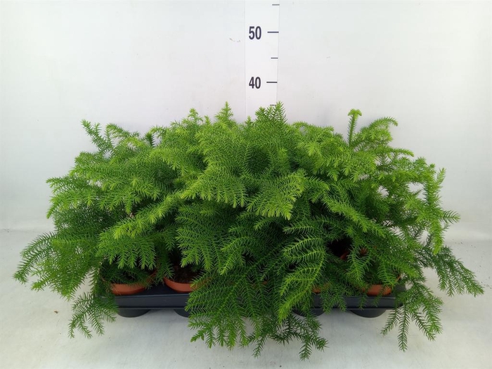 <h4>Araucaria heterophylla</h4>