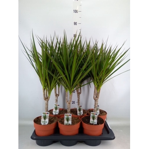 Dracaena marg.