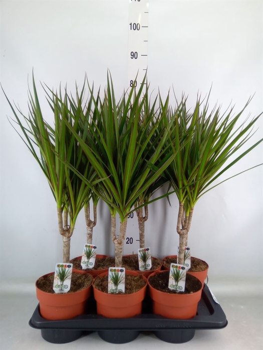 <h4>Dracaena marg.</h4>