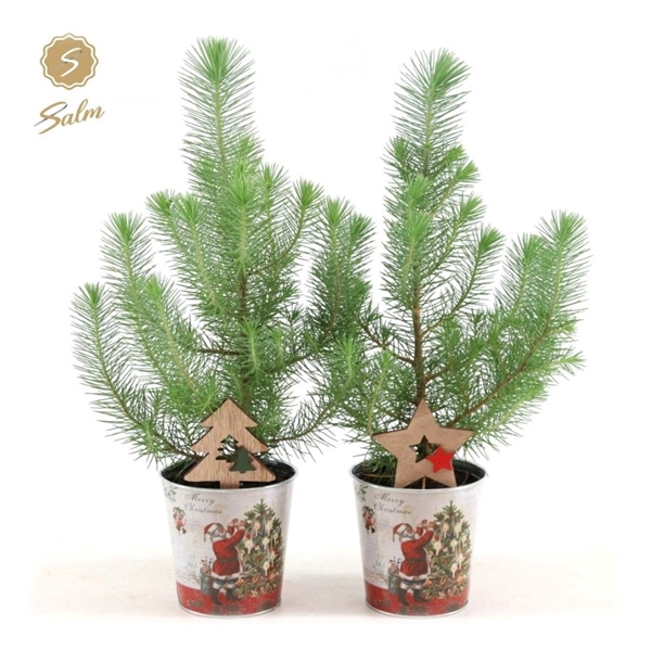 <h4>Pinus pinea 'Silver Crest' P10,5 in Zinc Santa + Deco - Tree/Star</h4>