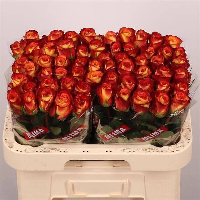 <h4>R GR FIREFOX</h4>