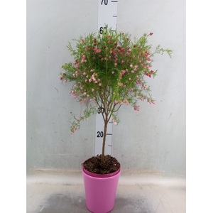 Boronia heterophylla