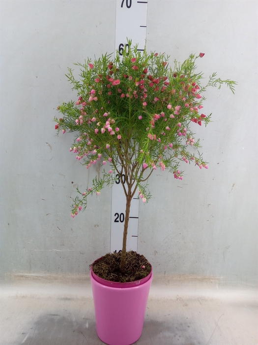 <h4>Boronia heterophylla</h4>