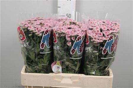 Chr S Mad Tyolo Bico