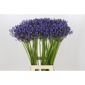 Agapanthus Blue Giant