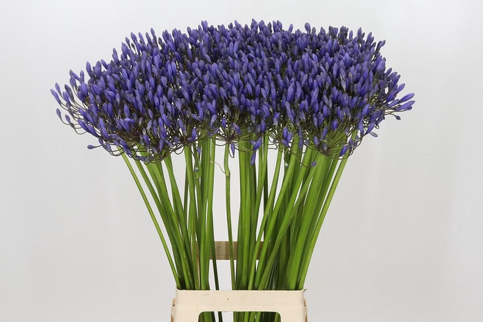 <h4>Agapanthus Blue Giant</h4>