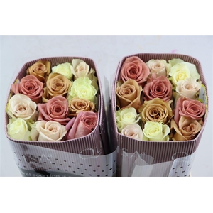 R Gr Rainbow Sweet Promise