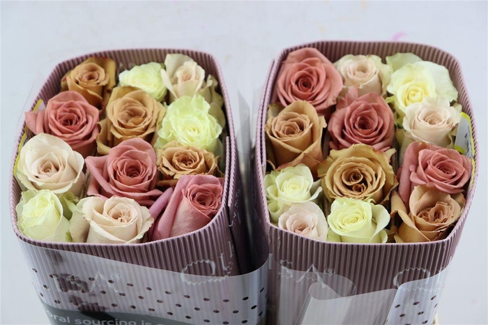 <h4>R Gr Rainbow Sweet Promise</h4>