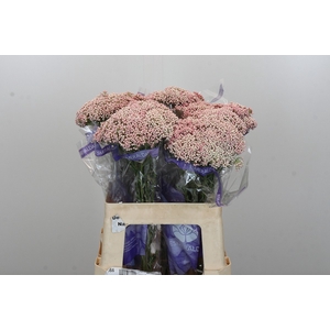 Ozothamnus Cooks Pink