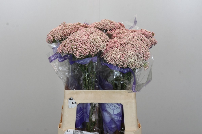 <h4>Ozothamnus Cooks Pink</h4>