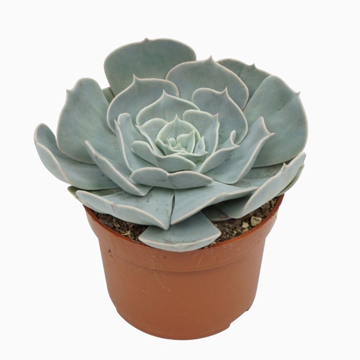 <h4>Echeveria Pollux</h4>