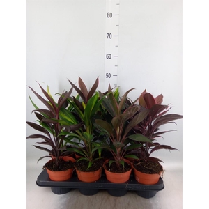 Cordyline   ...mix