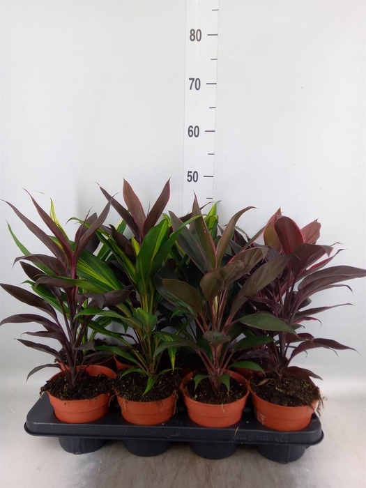 <h4>Cordyline   ...mix</h4>