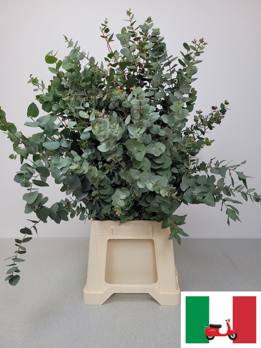 <h4>EUC STUARTIANA PB</h4>