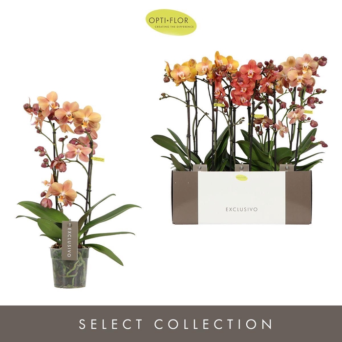 <h4>Phal Exclusivo Gemengd Gold  2 Tak</h4>