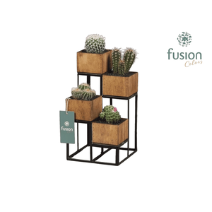 Metaal rek met 4 cactussen
